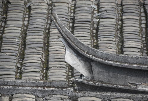 瓦片 傳統(tǒng)建筑中的守護(hù)者與美學(xué)符號(hào)